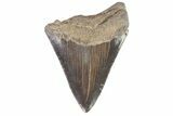 Bargain, Serrated, Fossil Megalodon Tooth - Georgia #77586-1